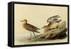 Sandpipers-John James Audubon-Framed Stretched Canvas