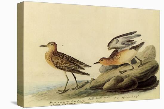 Sandpipers-John James Audubon-Stretched Canvas