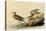 Sandpipers-John James Audubon-Stretched Canvas