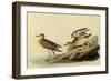 Sandpipers-John James Audubon-Framed Giclee Print