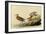 Sandpipers-John James Audubon-Framed Giclee Print