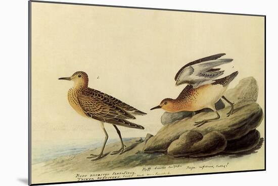 Sandpipers-John James Audubon-Mounted Giclee Print