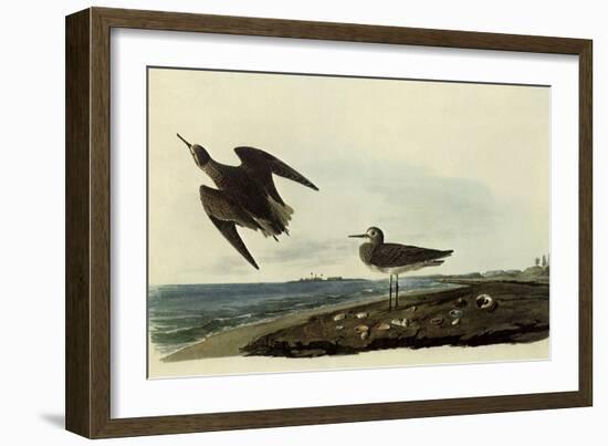 Sandpipers-John James Audubon-Framed Giclee Print