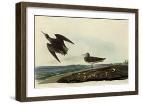 Sandpipers-John James Audubon-Framed Giclee Print