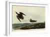 Sandpipers-John James Audubon-Framed Giclee Print