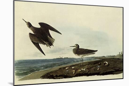 Sandpipers-John James Audubon-Mounted Giclee Print