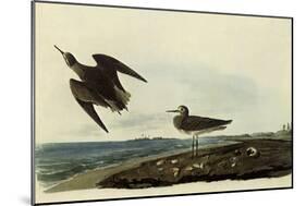 Sandpipers-John James Audubon-Mounted Giclee Print