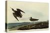 Sandpipers-John James Audubon-Stretched Canvas