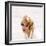 Sandra Dee-null-Framed Photo