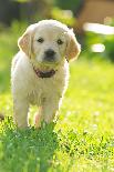 Three Golden retrievers dog puppies in the garden, close-up-Sandra Gutekunst-Photographic Print