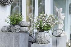 sea pink pots in paper pots, Armeria, close-up-Sandra Gutekunst-Photographic Print