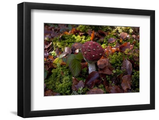 Premium Photographic Print, , large