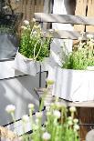 spring decoration with flowerpots and coloured hearts, close-up-Sandra Gutekunst-Photographic Print