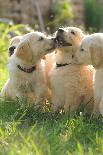 Three Golden retrievers dog puppies in the garden, close-up-Sandra Gutekunst-Photographic Print
