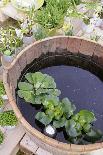 Potted plants in stone pots as garden decoration-Sandra Gutekunst-Photographic Print