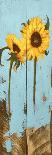 Sunflowers on Wood III-Sandra Iafrate-Art Print