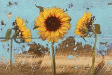 Sunflowers on Wood IV-Sandra Iafrate-Art Print