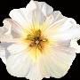 Just the Print