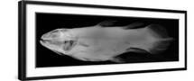 Black Frame