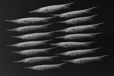 Longnose Batfish-Sandra J. Raredon-Art Print