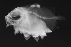 Bulbous Deep Sea Angler-Sandra J. Raredon-Art Print