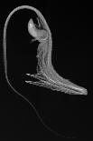 Short Dragonfish-Sandra J. Raredon-Art Print
