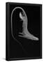 Essential Black