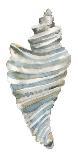 Coastal Seashells - Drill-Sandra Jacobs-Art Print
