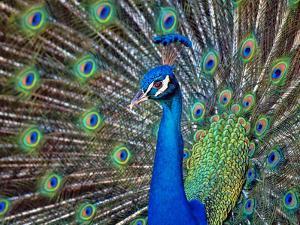 Magnificent Peacock By Sandra L Grimm