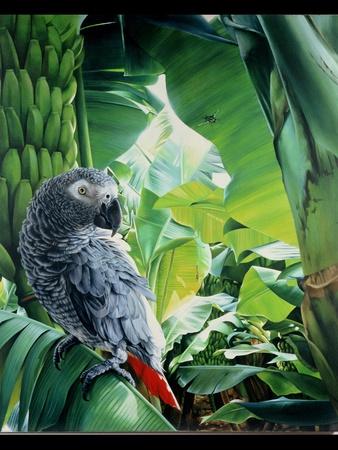 African Grey Parrot, 1990