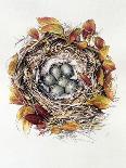 Bubo Bubo (Barn Owl), 2001-Sandra Lawrence-Giclee Print