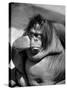 Sandra the Orangutan with Cheek Resting on Hand and Thoughtful Expression, at the Bronx Zoo-Nina Leen-Stretched Canvas