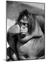 Sandra the Orangutan with Cheek Resting on Hand and Thoughtful Expression, at the Bronx Zoo-Nina Leen-Mounted Photographic Print