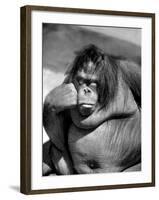 Sandra the Orangutan with Cheek Resting on Hand and Thoughtful Expression, at the Bronx Zoo-Nina Leen-Framed Photographic Print