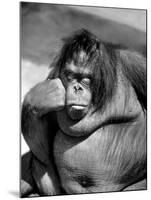 Sandra the Orangutan with Cheek Resting on Hand and Thoughtful Expression, at the Bronx Zoo-Nina Leen-Mounted Photographic Print