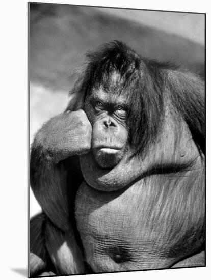 Sandra the Orangutan with Cheek Resting on Hand and Thoughtful Expression, at the Bronx Zoo-Nina Leen-Mounted Photographic Print