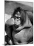 Sandra the Orangutan with Cheek Resting on Hand and Thoughtful Expression, at the Bronx Zoo-Nina Leen-Mounted Photographic Print