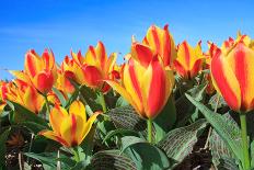 Closeup of Beautiful Dutch Tulip Flowers in Field-Sandra van der Steen-Framed Photographic Print