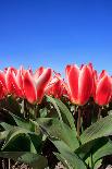 Closeup of Beautiful Dutch Tulip Flowers in Field-Sandra van der Steen-Stretched Canvas