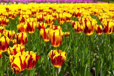 Closeup of Beautiful Dutch Tulip Flowers in Field-Sandra van der Steen-Framed Photographic Print