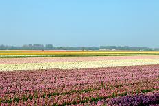 Closeup of Beautiful Dutch Tulip Flowers in Field-Sandra van der Steen-Framed Photographic Print