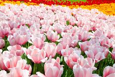 Closeup of Beautiful Dutch Tulip Flowers in Field-Sandra van der Steen-Photographic Print