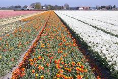 Dutch Bulb Fields with White Tulips-Sandra van der Steen-Photographic Print