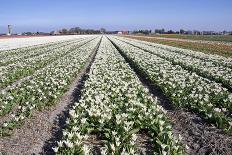 Dutch Bulb Fields with Tulips-Sandra van der Steen-Photographic Print