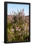 Essential Black