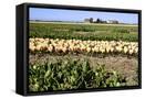 Framed Canvas