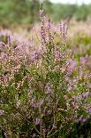 View over Dutch Pink Erica Heath-Sandra van der Steen-Photographic Print