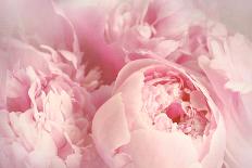 Closeup of Peony Flowers-Sandralise-Stretched Canvas