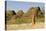 Sandstone Hills and Termite Mounds in the Domes Area of Purnululu National Park (Bungle Bungle)-Tony Waltham-Stretched Canvas