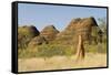 Sandstone Hills and Termite Mounds in the Domes Area of Purnululu National Park (Bungle Bungle)-Tony Waltham-Framed Stretched Canvas